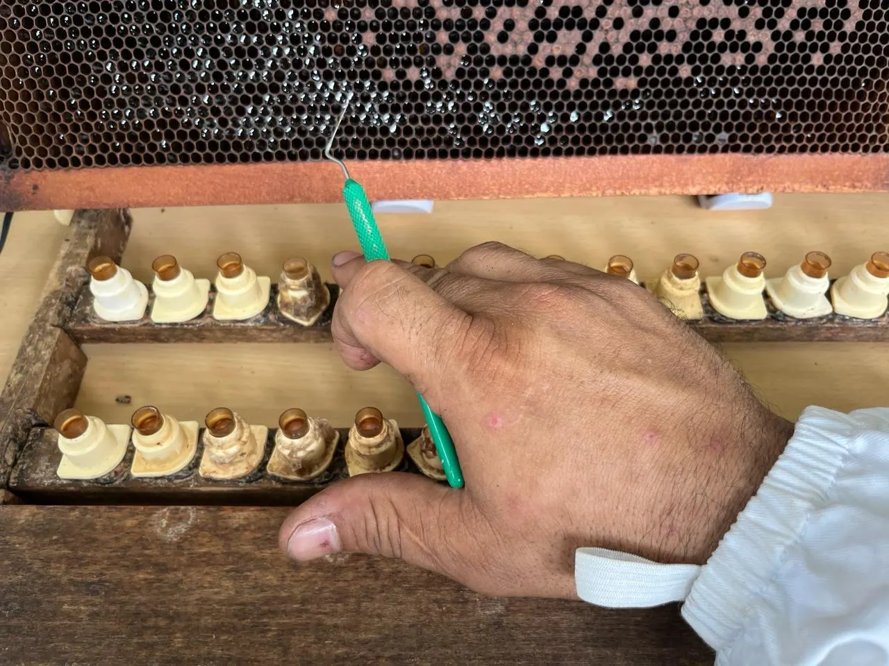 Travail de précision sur un cadre d'abeilles
